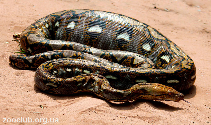 фото Python reticulatus