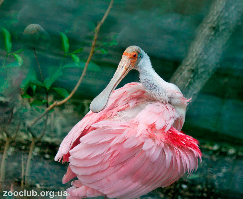 птицы розового цвета