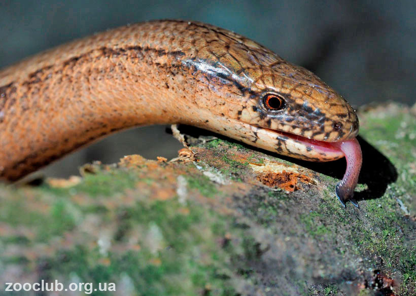Ящерицы похожие на змей — веретеница и желтопузик