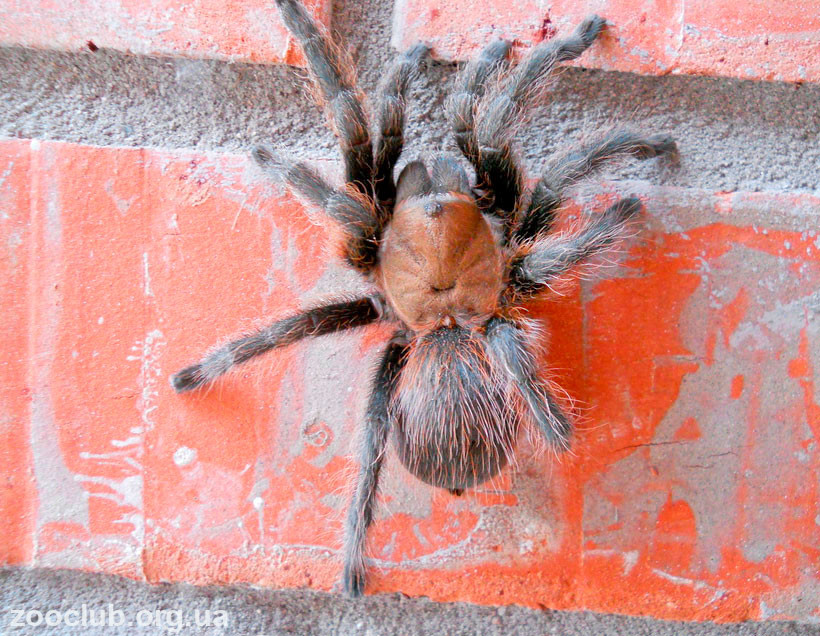 Техасский коричневый тарантул фото
