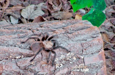 Техасский коричневый тарантул