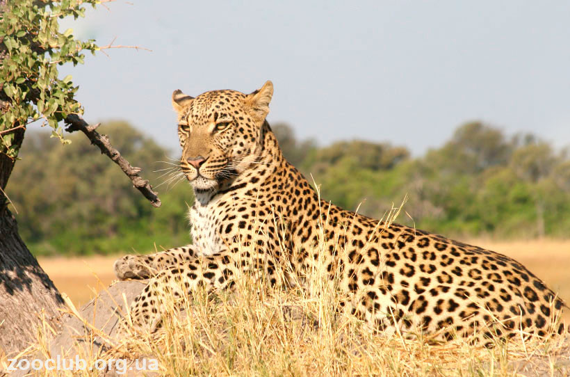 африканский леопард фото