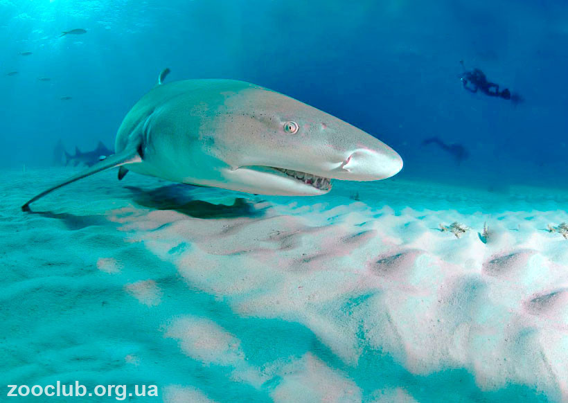 фото лимонной акулы