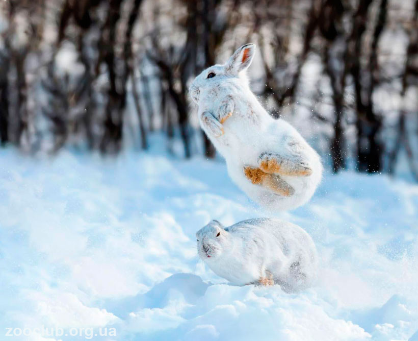 Аляскинский заяц фото