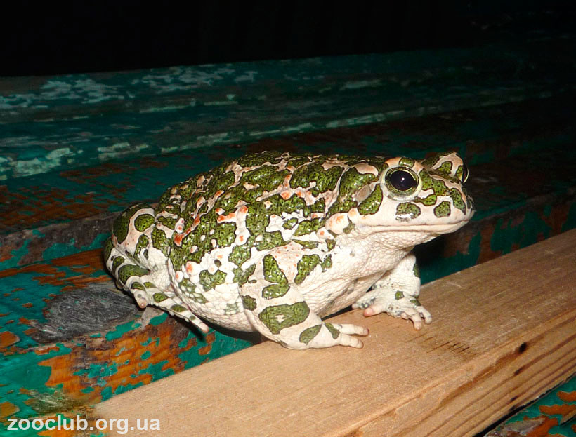 фото зеленой жабы