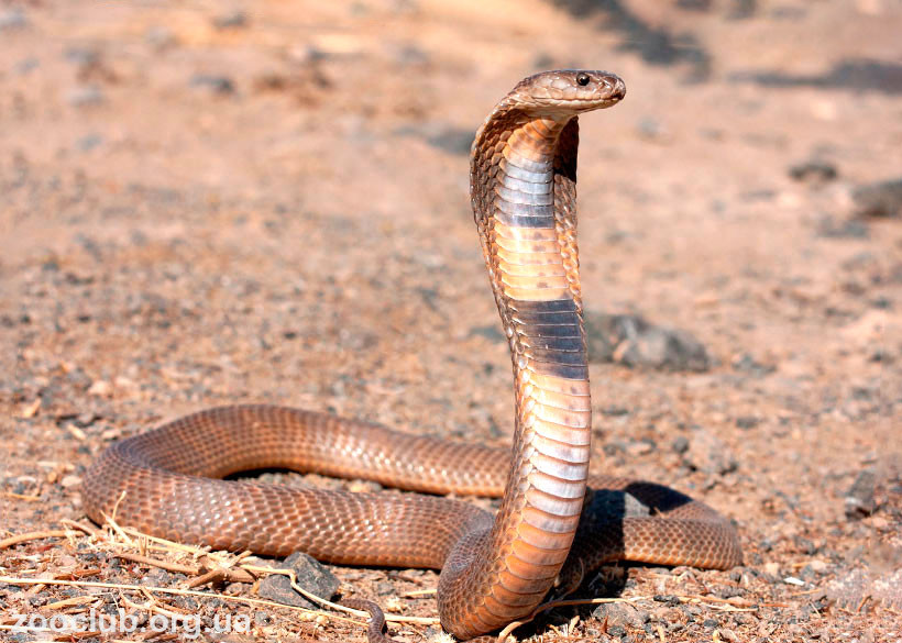 Среднеазиатская кобра фото