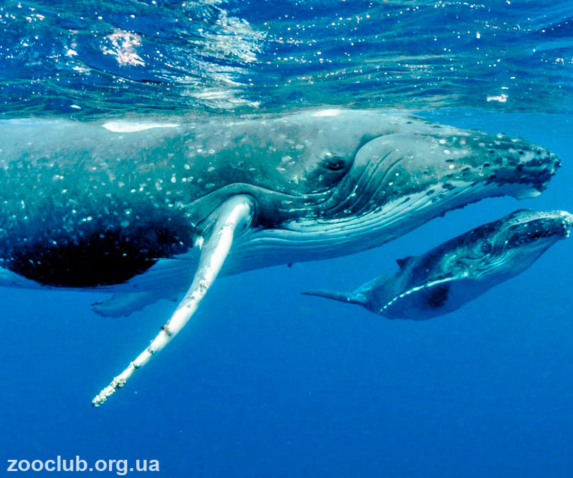 Горбатый кит интересные факты