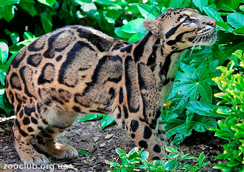 фото Борнейский дымчатый леопард