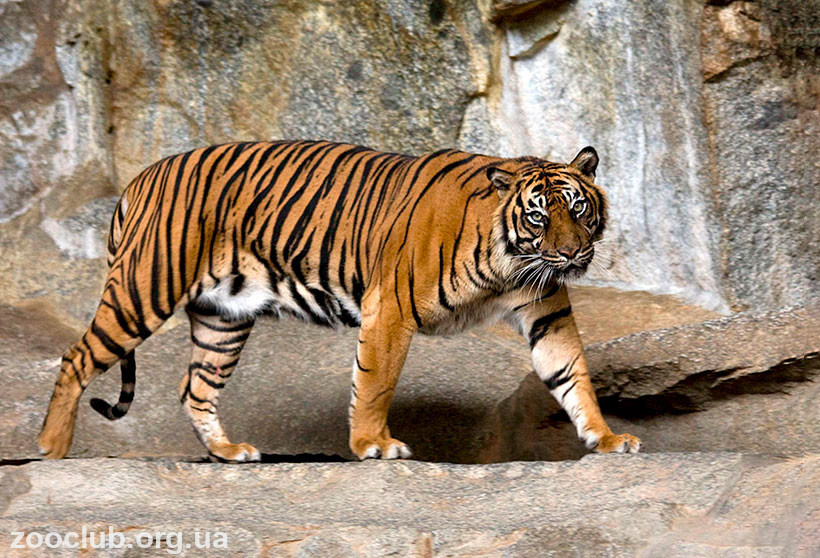 Суматранский тигр фото