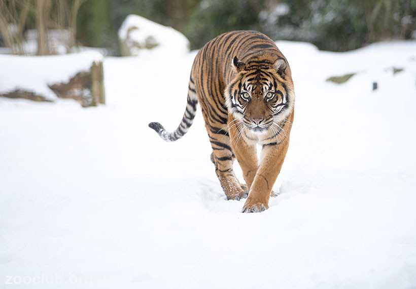 фото Panthera tigris sumatrae