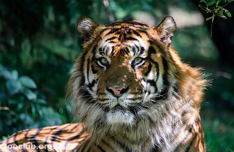 фото суматранского тигра