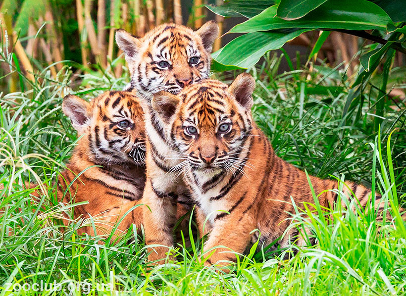 Суматранский тигр вес