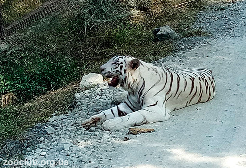  фото белого тигра
