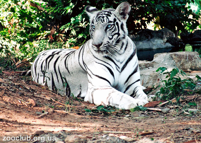 Белые тигры фото