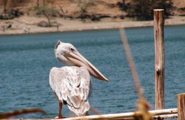 Розовоспинный пеликан