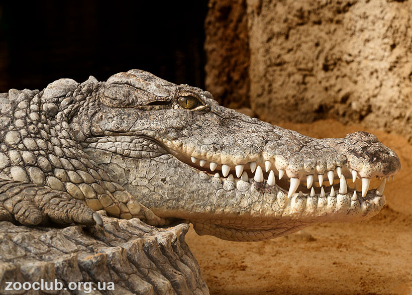 Гребнистый крокодил интересные факты