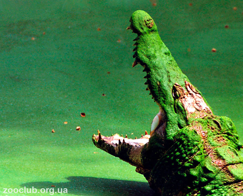 гребнистый крокодил сила укуса