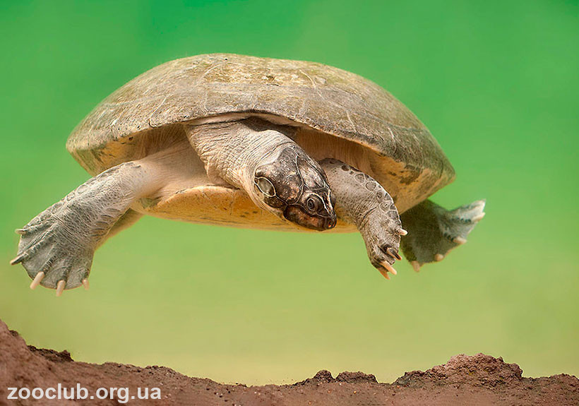 Широкая щитоногая черепаха: описание и особенности
