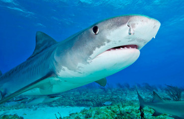 Тигровая акула, или леопардовая акула