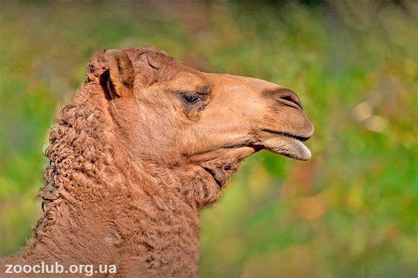 Camelus dromedaries