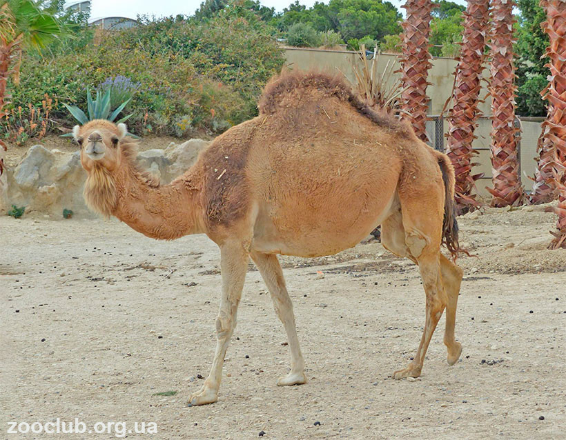 фото Camelus dromedaries