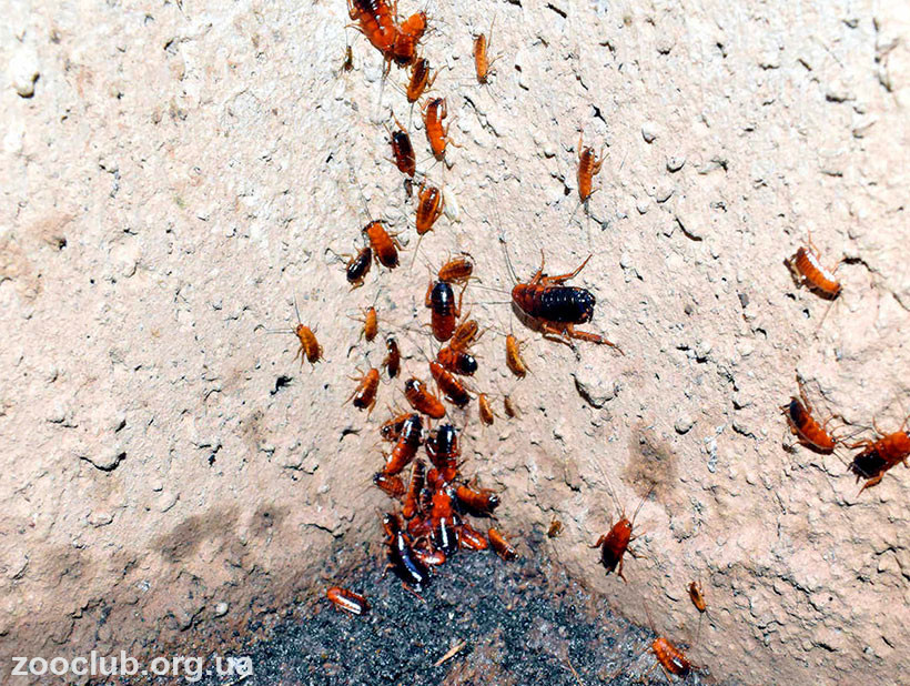 как избавиться от таракана туркестанского