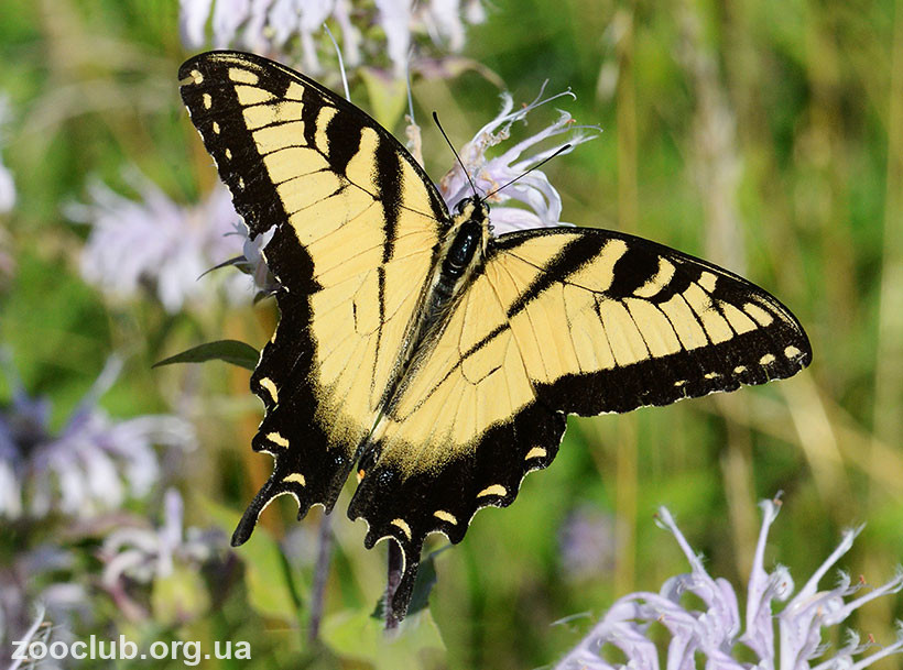фото Papilio zelicaon