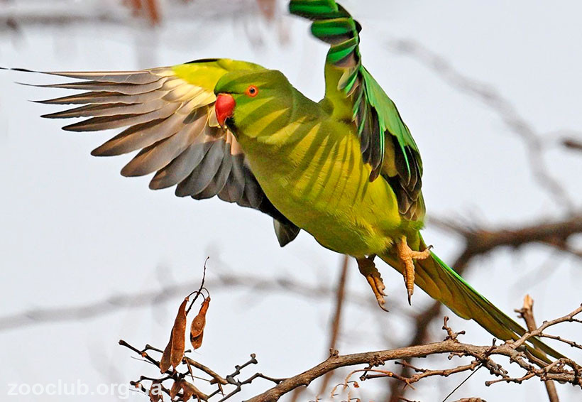 Индийский кольчатый попугай фото
