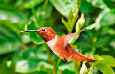 Охристый колибри, или рыжий селасфорус