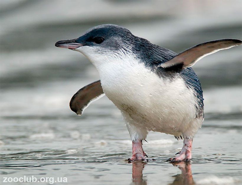 фото пингвина малого