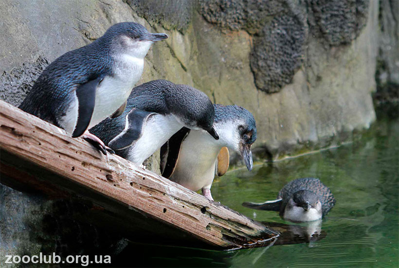 пингвин голубой фото