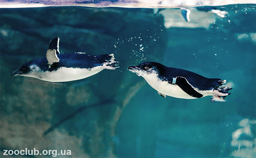 фото голубого пингвина 