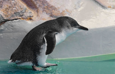 Пингвин малый, или пингвин голубой