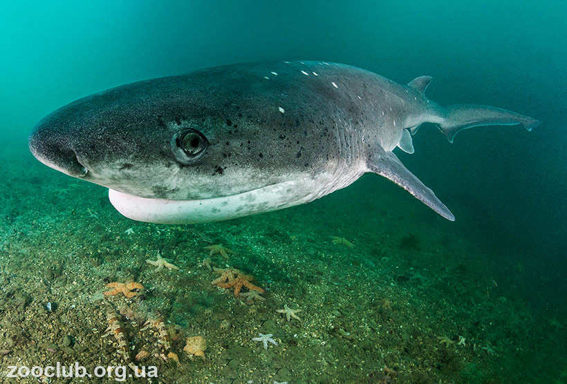 акула плоскоголовая семижаберная фото