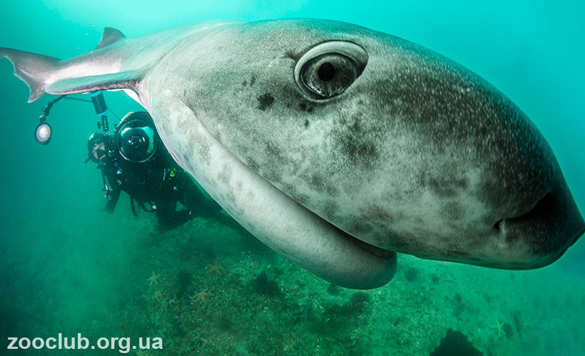 Плоскоголовая семижаберная акула фото