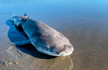 Плоскоголовая семижаберная акула
